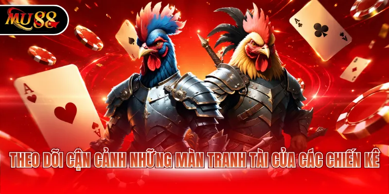 Theo dõi cận cảnh những màn tranh tài của các chiến kê